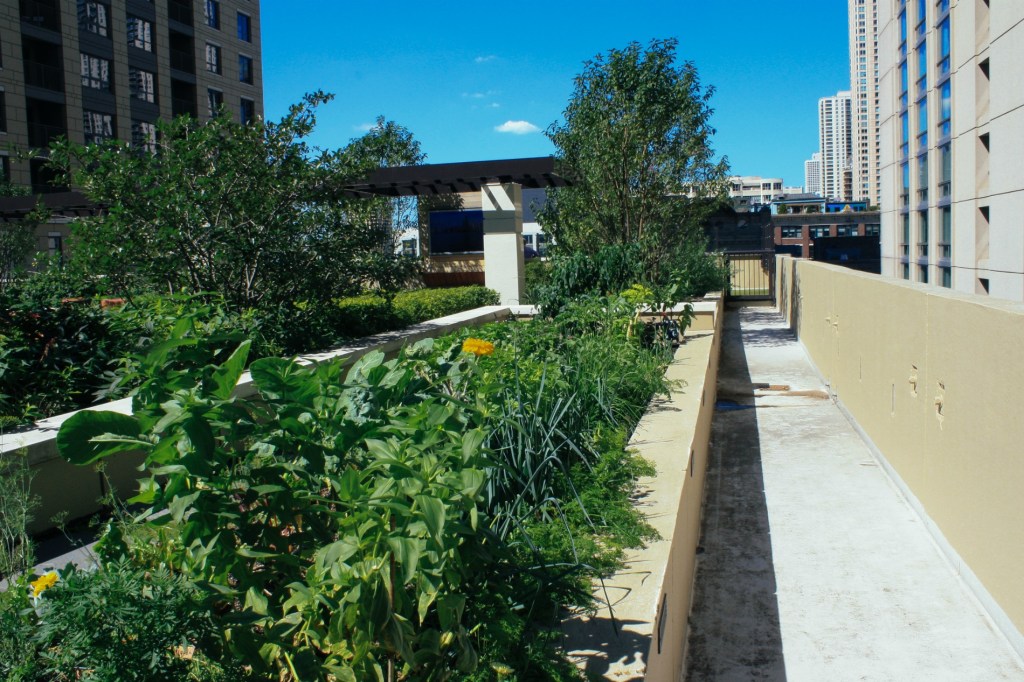 The organic gardens on the rooftop of AMLI River North in Chicago.