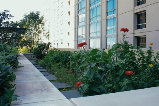 The organic gardens on the rooftop of AMLI River North in Chicago.